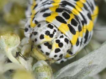  Chenille de Cucullia tanaceti D. & S. - �Philippe Mothiron