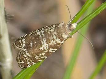 Epinotia tedella Cl. adulte - �Jean-Pierre Lamoline