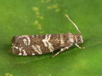 Epinotia tedella Cl. adulte - �Philippe Mothiron