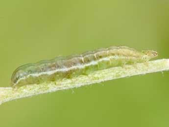  Chenille de Panemeria tenebrata Scop. - �Philippe Mothiron