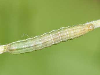 Chenille de Panemeria tenebrata Scop. - �Philippe Mothiron