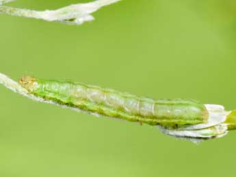  Chenille de Panemeria tenebrata Scop. - �Philippe Mothiron
