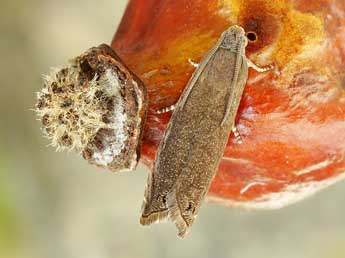 Grapholita tenebrosana Dup. adulte - �Friedmar Graf