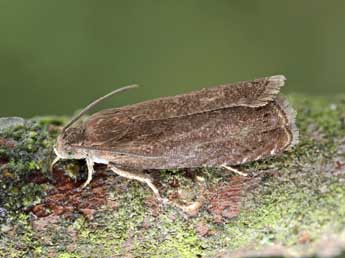 Grapholita tenebrosana Dup. adulte - �Patrick Clement