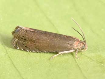 Grapholita tenebrosana Dup. adulte - �Philippe Mothiron