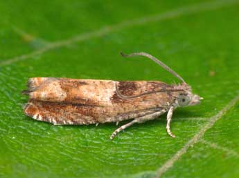 Epinotia tenerana D. & S. adulte - �Patrick Clement