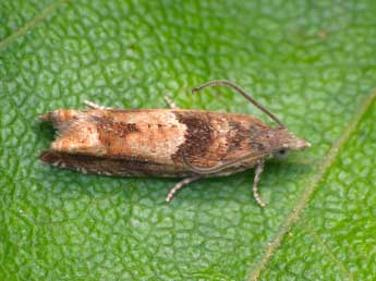 Epinotia tenerana D. & S. adulte - �Patrick Clement