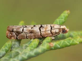 Pseudococcyx tessulatana Stgr adulte - �Lionel Taurand