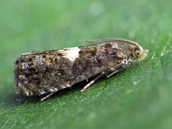 Notocelia tetragonana Stph. adulte - �Patrick Clement