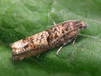 Epinotia tetraquetrana Hw. adulte - �Patrick Clement