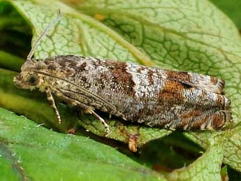Epinotia tetraquetrana Hw. adulte - �Friedmar Graf