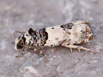 Epinotia thapsiana Z. adulte - �Lionel Taurand