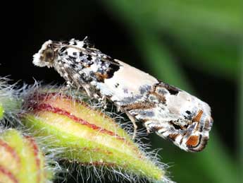 Epinotia thapsiana Z. adulte - �Michel Billard