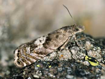 Dichrorampha thomanni Huemer adulte - �J�rg Schmid