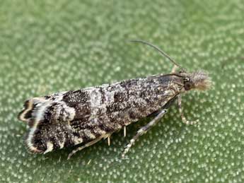 Dichrorampha thomanni Huemer adulte - �Daniel Morel