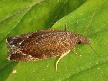 Thiodia torridana Led. adulte - �Heidrun Melzer