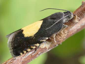 Pammene trauniana D. & S. adulte - �Friedmar Graf