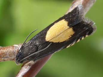 Pammene trauniana D. & S. adulte - �Friedmar Graf