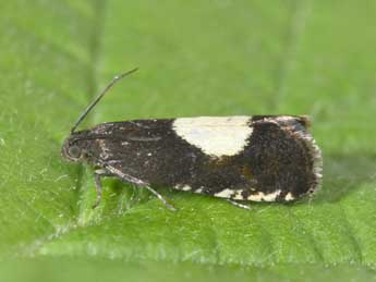 Pammene trauniana D. & S. adulte - �Philippe Mothiron