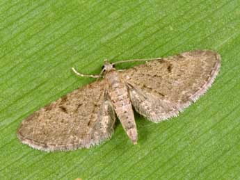 Eupithecia trisignaria H.-S. adulte - �Philippe Mothiron
