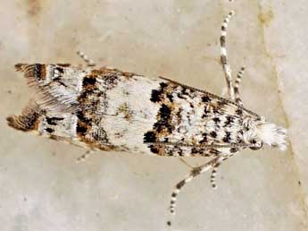 Thiodia trochilana Fr�l. adulte - �Friedmar Graf