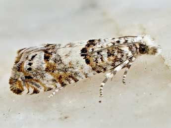 Thiodia trochilana Fr�l. adulte - �Friedmar Graf