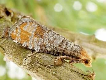 Pseudococcyx turionella L. adulte - �Friedmar Graf