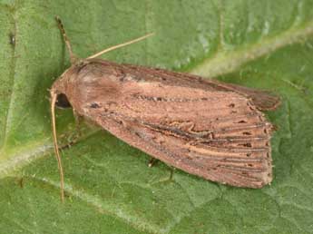 Nonagria typhae Thnbg adulte - �Philippe Mothiron