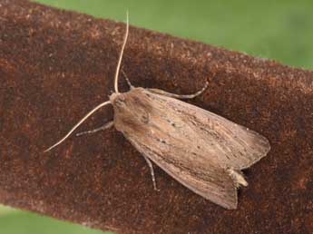 Nonagria typhae Thnbg adulte - �Philippe Mothiron