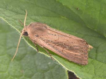 Nonagria typhae Thnbg adulte - �Philippe Mothiron