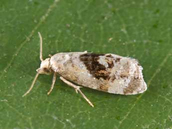 Phalonidia udana Gn. adulte - �Philippe Mothiron