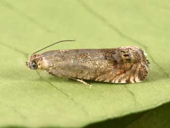 Cydia ulicetana Hw. adulte - �Philippe Mothiron