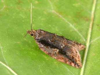 Acleris umbrana Hb. adulte - �Philippe Mothiron