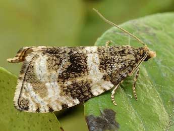 Olethreutes umbrosana Frr adulte - �Friedmar Graf