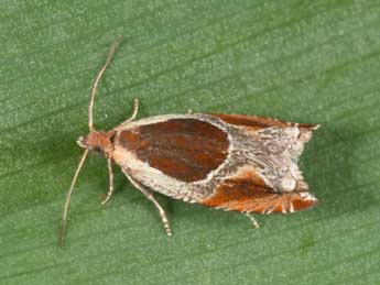 Ancylis unculana Hw. adulte - �Philippe Mothiron