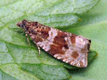 Orthotaenia undulana D. & S. adulte - �Patrick Clement