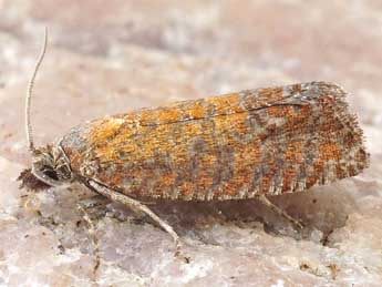 Argyroploce unedana Baixeras adulte - �Friedmar Graf