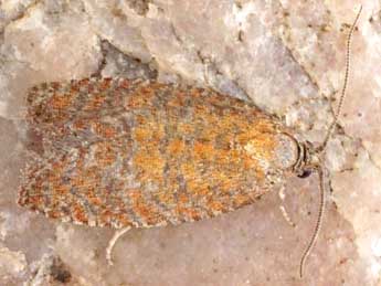 Argyroploce unedana Baixeras adulte - �Friedmar Graf