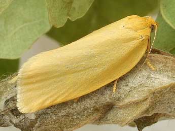 Zelotherses unitana Hb. adulte - �Friedmar Graf