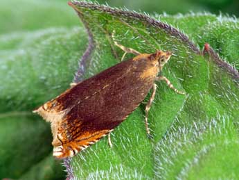 Ancylis upupana Tr. adulte - �Patrick Clement