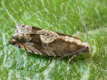 Rhopobota ustomaculana Curt. adulte - �Friedmar Graf