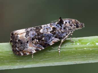 Endothenia ustulana Hw. adulte - �Patrick Clement