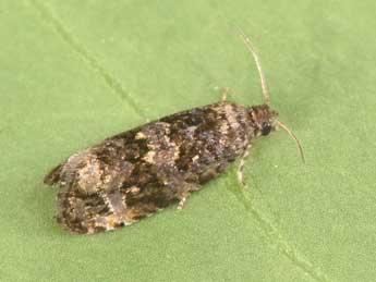 Endothenia ustulana Hw. adulte - �Philippe Mothiron