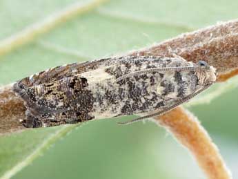 Cydia vallesiaca Sauter adulte - �Friedmar Graf