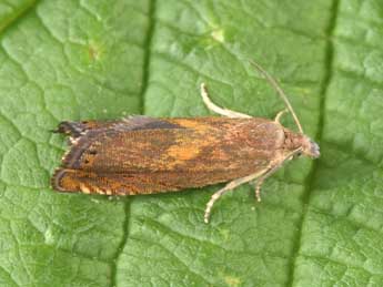 Dichrorampha vancouverana McDunnough adulte - �Philippe Mothiron