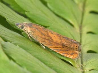 Dichrorampha vancouverana McDunnough adulte - �Philippe Mothiron