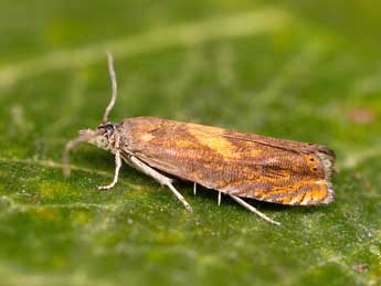 Dichrorampha vancouverana McDunnough adulte - �Lionel Taurand