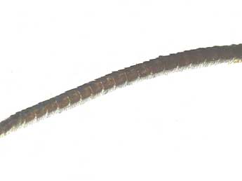 Thera variata D. & S. adulte - �Philippe Mothiron