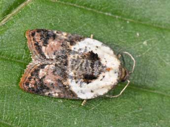 Acleris variegana D. & S. adulte - �Philippe Mothiron