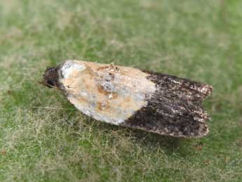 Acleris variegana D. & S. adulte - �Philippe Mothiron